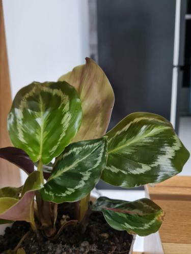 Apartamento Moc Homestay 3