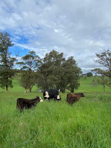 Somerton Park: Idyllic Escape In The Highlands