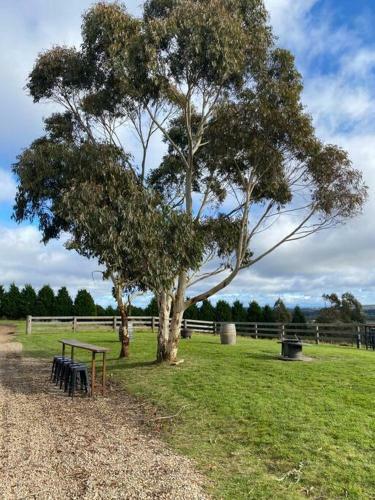 Somerton Barn: Alpacas, Cattle & Amazing Views