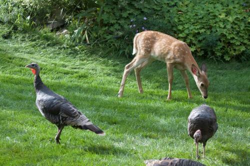Windborne Bed & Breakfast