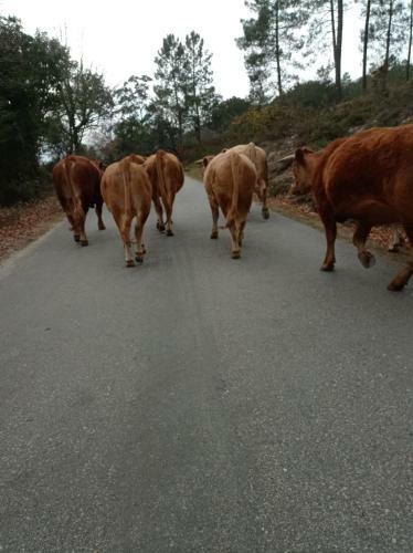 Apartamento Casa Do Vale - Casa Termal - Ger�s/xures