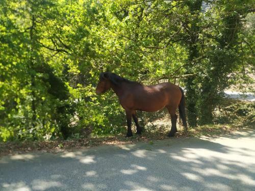 Apartamento Casa Do Vale - Casa Termal - Ger�s/xures