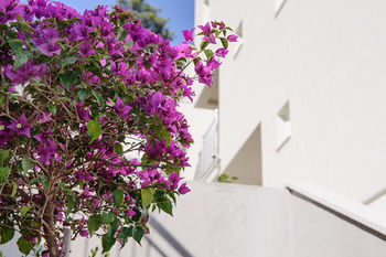 Apartamentos Villa Palloma