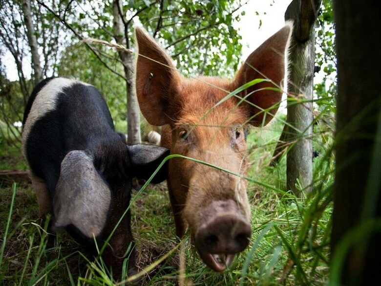 Hostal Ballylagan Organic Farm Guesthouse