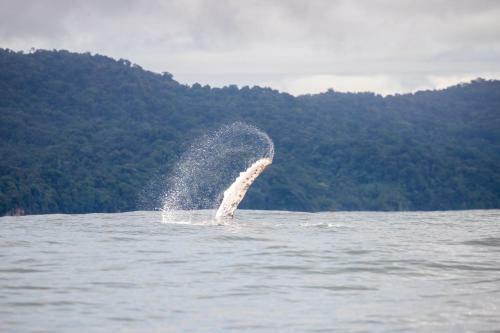 Chowa Lodge