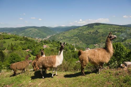 Hotel Auberge Le Couchetat