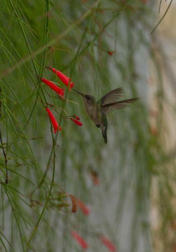 Hostal Chambres D�hotes La Romana