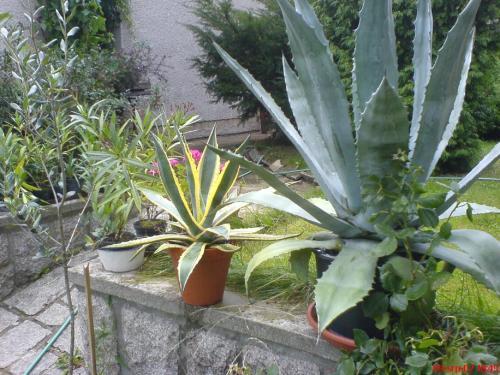 Hostal Privat Apartma Ulrych