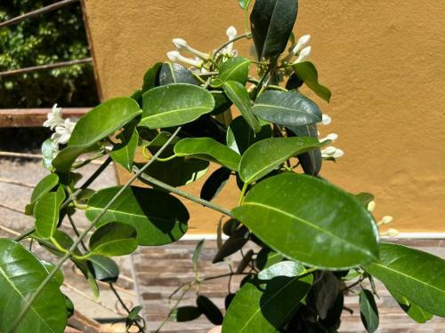 Apartamento Casa Cortijo Olivar