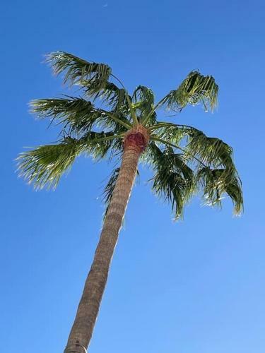 Palm Villa 1 Bed Apartment Overlooking Golf Course
