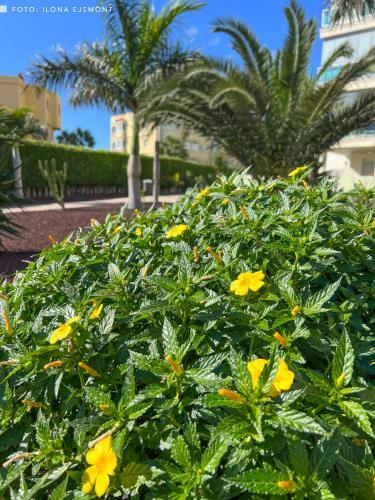 Apartamento Isla Feliz In Golf Del Sur