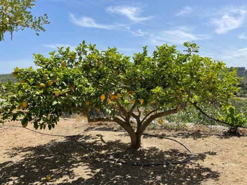 Finca Can Toni Den Real
