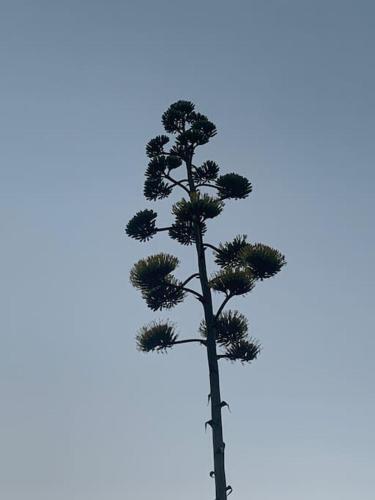 Mirador La Pita Azul