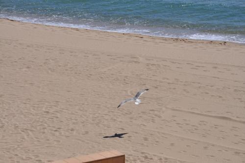 Apartamento 1236 Carla Mar 50m Playa
