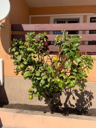 Apartamento Bungalow � Orihuela Costa En Espagne