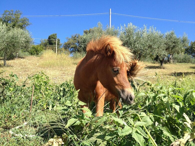 Bed & Breakfast Agriturismo Oliveta