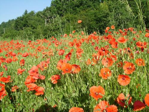 Agroturismo Agriturismo C� Rossano
