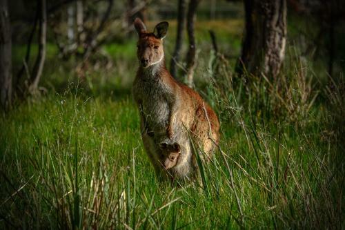 Lake Fyans Holiday Park