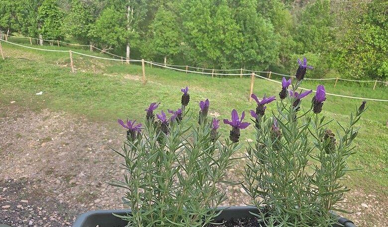 Camping Pirineos Jacetania 3000