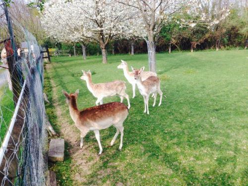 Bed & Breakfast Le Pr� Aux Daims