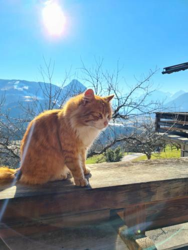 Posada Hotel & Alpengasthof Pinzgerhof