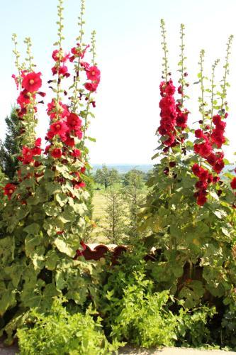 Bed & Breakfast Le Clos Des Mal�zolles