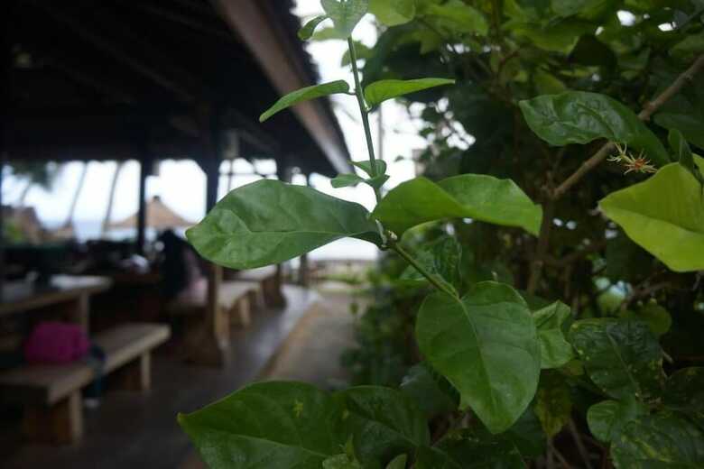 Hostal Puri Pandan Restaurant And Bungalow