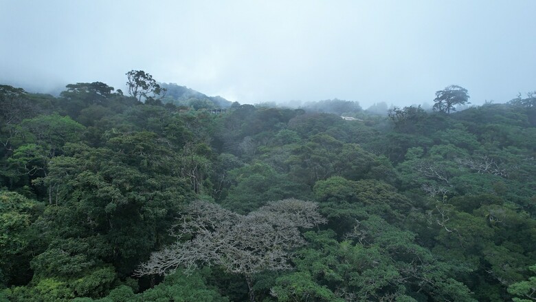Hotel Heliconia