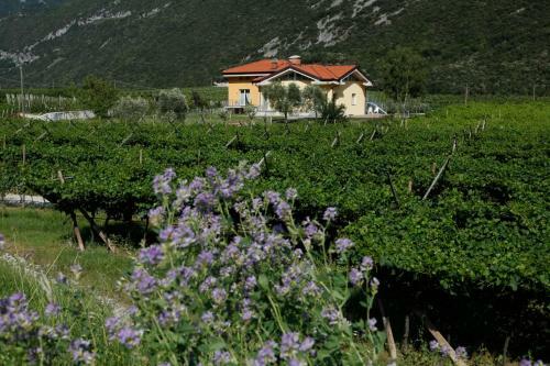 Apartamento Appartamenti Al Vigneto