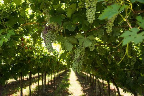 Agroturismo Affittacamere La Palazzina