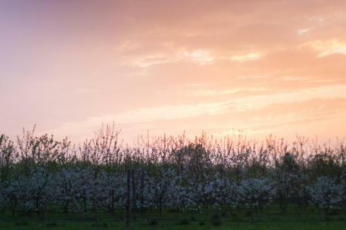 Bed & Breakfast Cascina Delle Mele