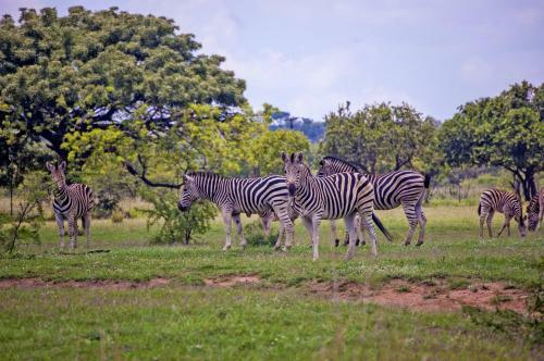 Kedar Country Lodge, Conference Centre & Spa