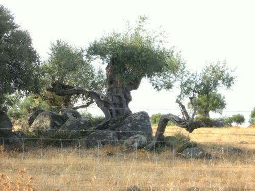Casa Do Compadre - Casas De Taipa