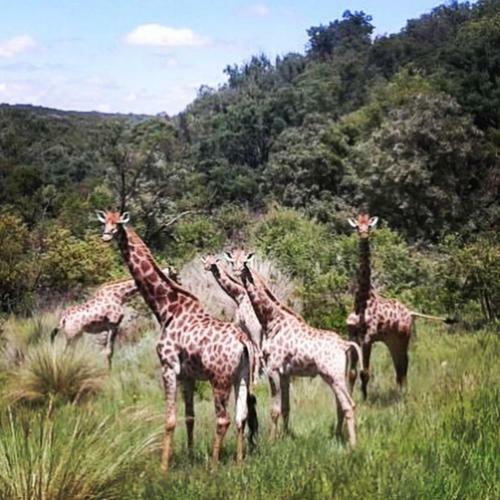 Lodge Olievenfontein Private Game Reserve