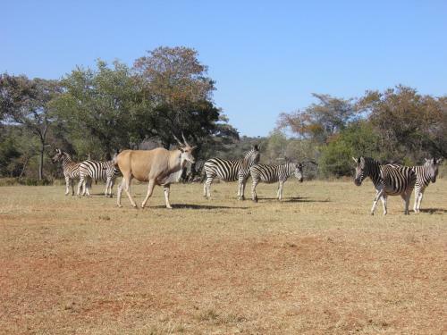 Lodge Olievenfontein Private Game Reserve