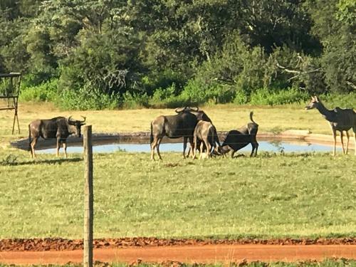 Lodge Olievenfontein Private Game Reserve