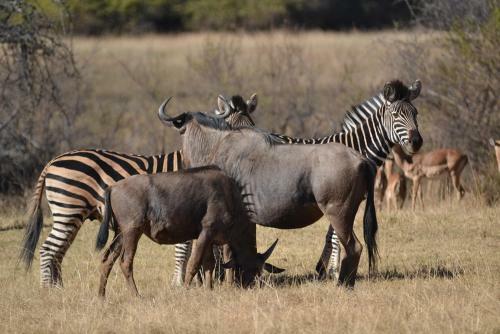 Lodge Olievenfontein Private Game Reserve