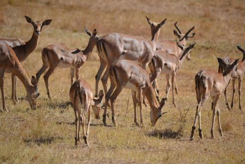 Lodge Olievenfontein Private Game Reserve