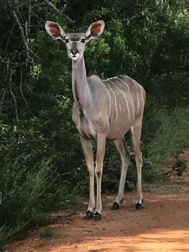 Lodge Olievenfontein Private Game Reserve