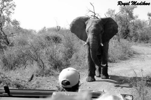 Royal Madikwe Luxury Safari Lodge