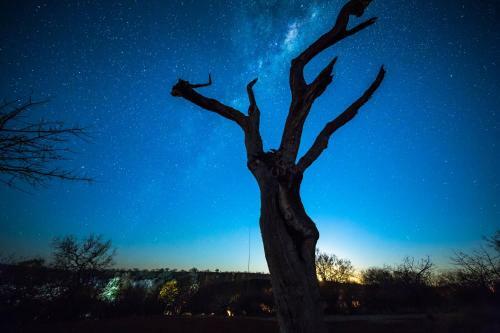 Royal Madikwe Luxury Safari Lodge