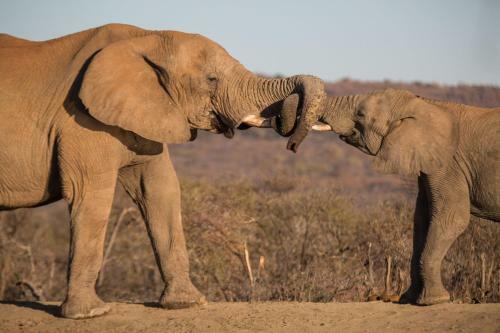 Royal Madikwe Luxury Safari Lodge