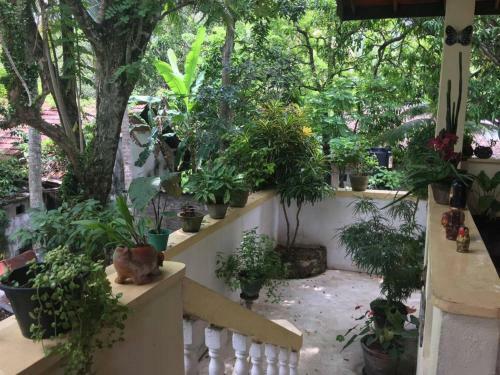 Hostal Palm Grove