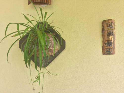 Hostal Palm Grove