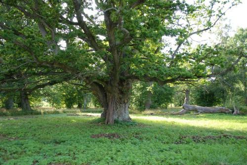 Bed & Breakfast Kristbergs Rusth�ll