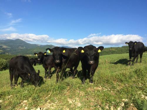 Hostal Agriturismo Fontandrone