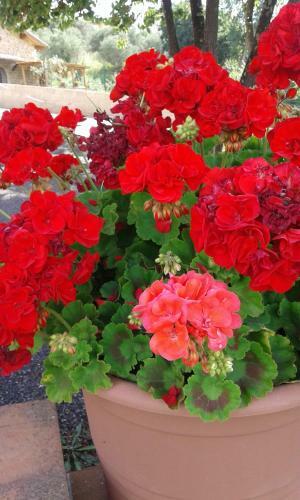 B&B La Piaggia
