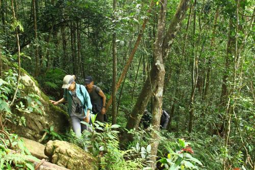 The Rainforest Ecolodge - Sinharaja