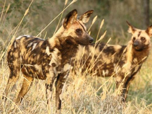Inyati Game Lodge