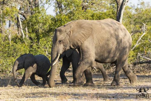 Inyati Game Lodge